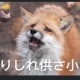 eatoilcat