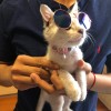 edison_wu