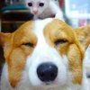 菊きく