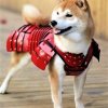 地獄の薪