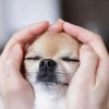 Tuo
