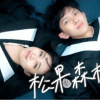 松果森林