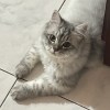 粥