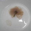 Fion 飛揚