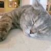 Chikoliu