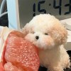 滾雪球的小熊貓