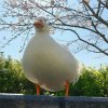 童山风
