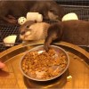 Mochi
