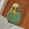 Ming