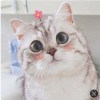 伍翊華