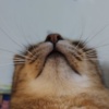 Enyu