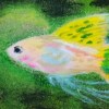 魚兒（水裡游的魚）