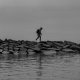 fisherchang_