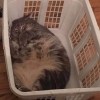 qq_o410