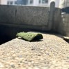 宇宙無敵大王