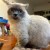 flat_pine_40v
