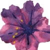 floflute