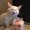 碰碰咔碰