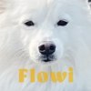 Flowi
