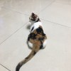 林詠翔