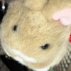 frankglove