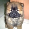Freddy_Tsai