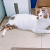 王真
