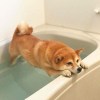 baka_neko