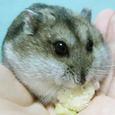 夢裡見啾咪