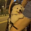 高几鱼