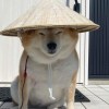 柴犬愛 Shiba love