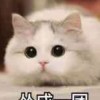 小九