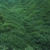 gentle_field_lhe
