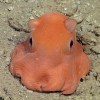 小妞妞魚