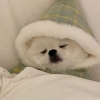 七