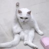 曾