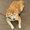 HSU