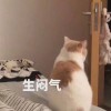 猫奴