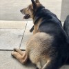 犬猪嘤嘤百岁