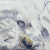 猗鴕鼠王