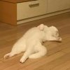 h_myeol