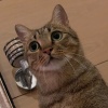 小haiiiii