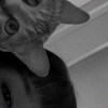 chuuu