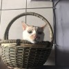 Hua