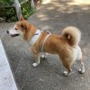 HANYU