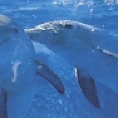 江湖