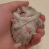 邱