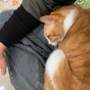焙烏龍鮮奶