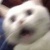 happycat0103