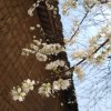 梧桐花